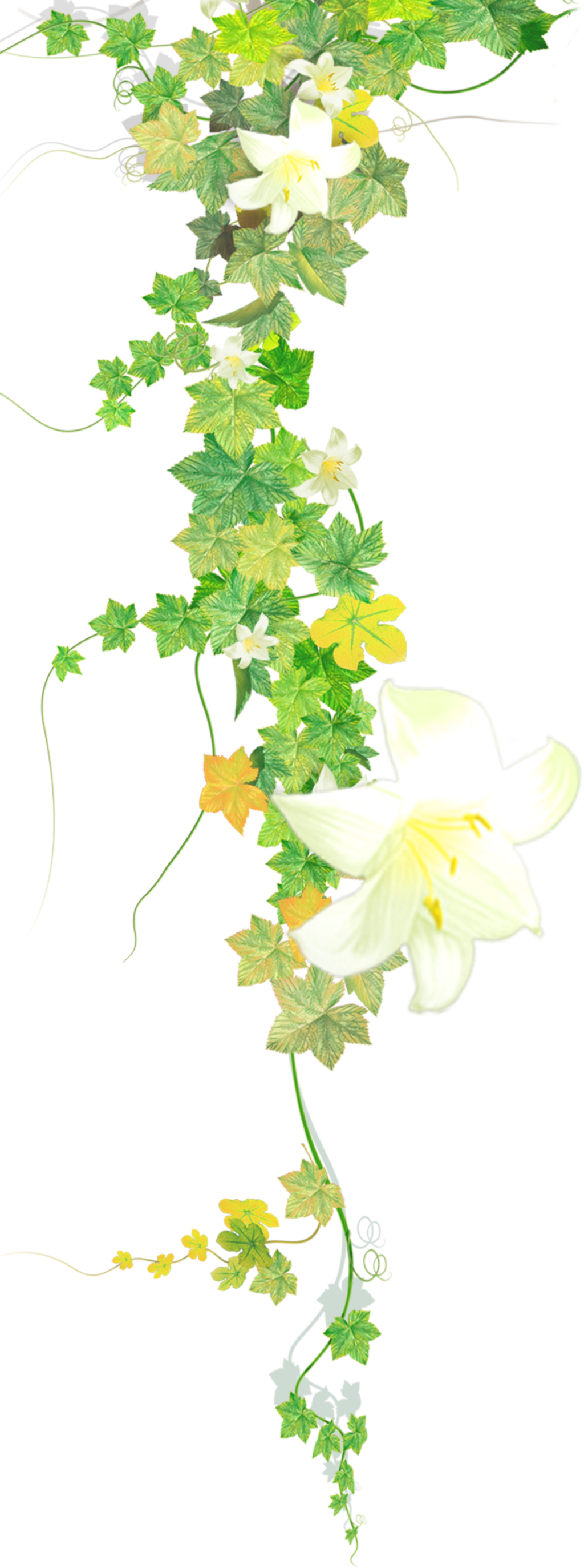 #flower #flowers #vines #leaves #plants #decoration - Lily Family Clipart (1024x2746), Png Download