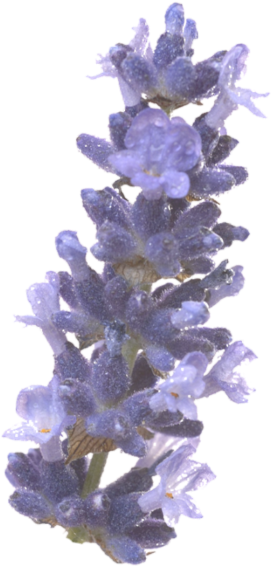 Freetoedit Png Flower With A Transparent Background - English Lavender Clipart (537x894), Png Download