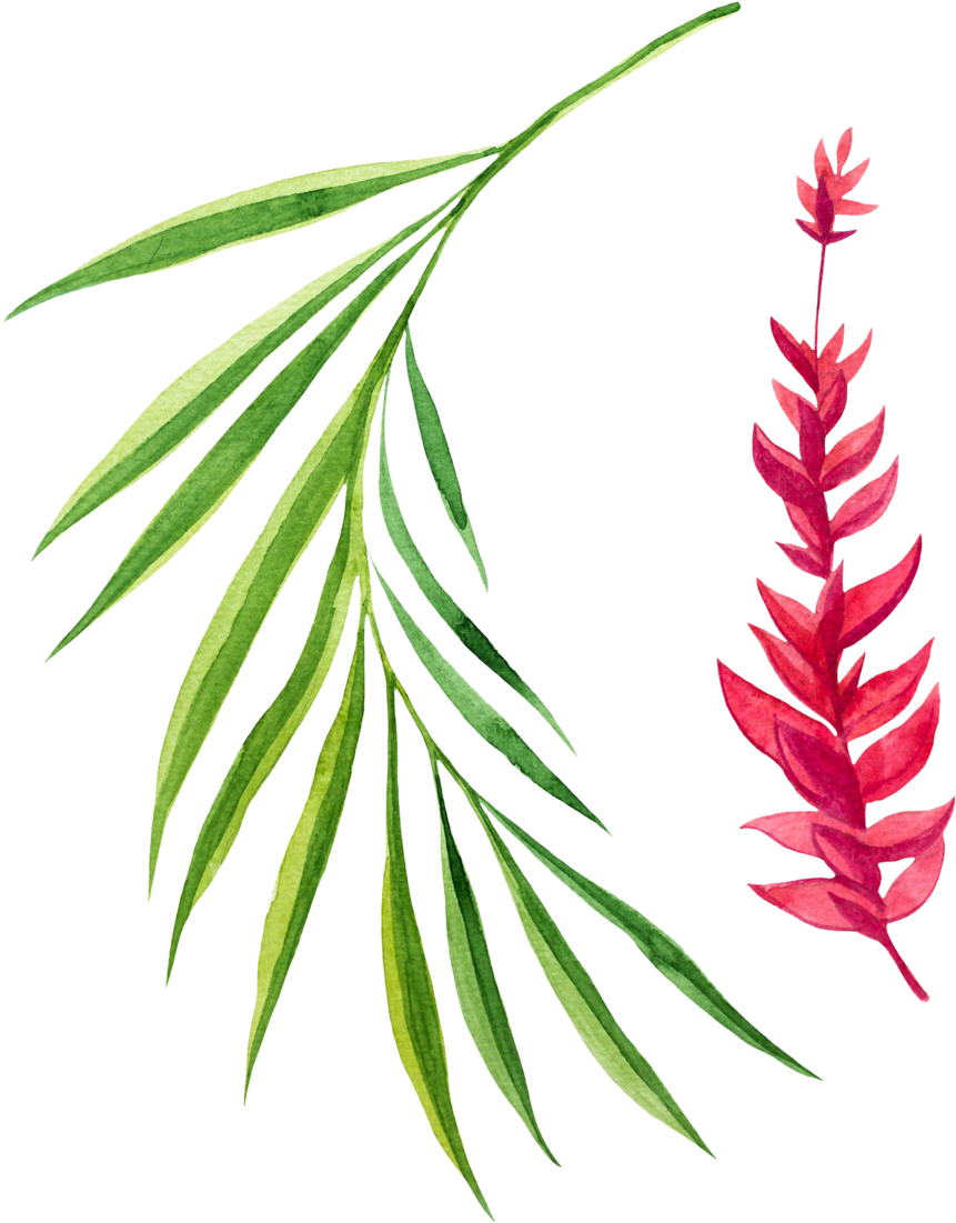 Pine Leaves Png - Oregon Pine Clipart (861x1101), Png Download