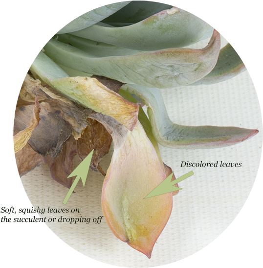 Discoloration Might Even Be Noticeable, Such As Black - Bud Clipart (580x580), Png Download