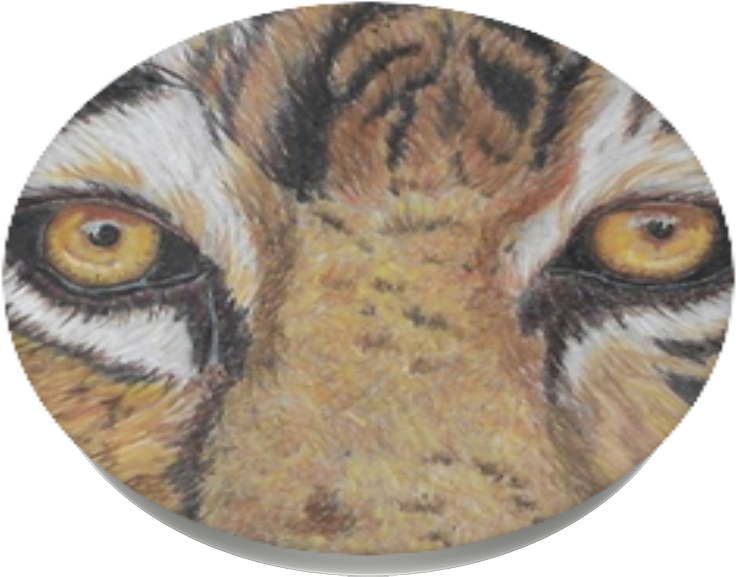 Eyes On The Prize, - Bengal Tiger Clipart (989x1000), Png Download