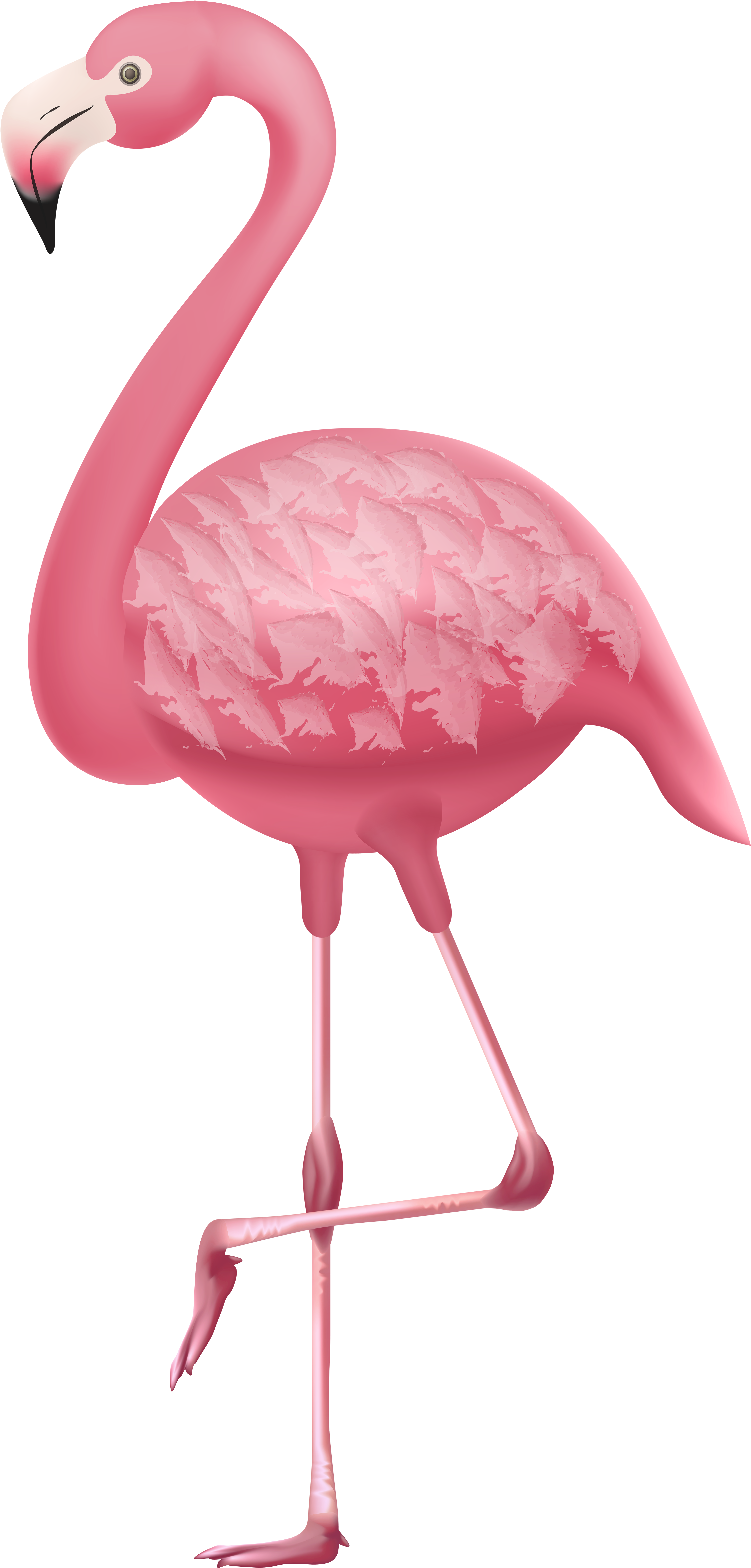 Flamingo Png Clipart - Greater Flamingo Transparent Png (3897x8000), Png Download