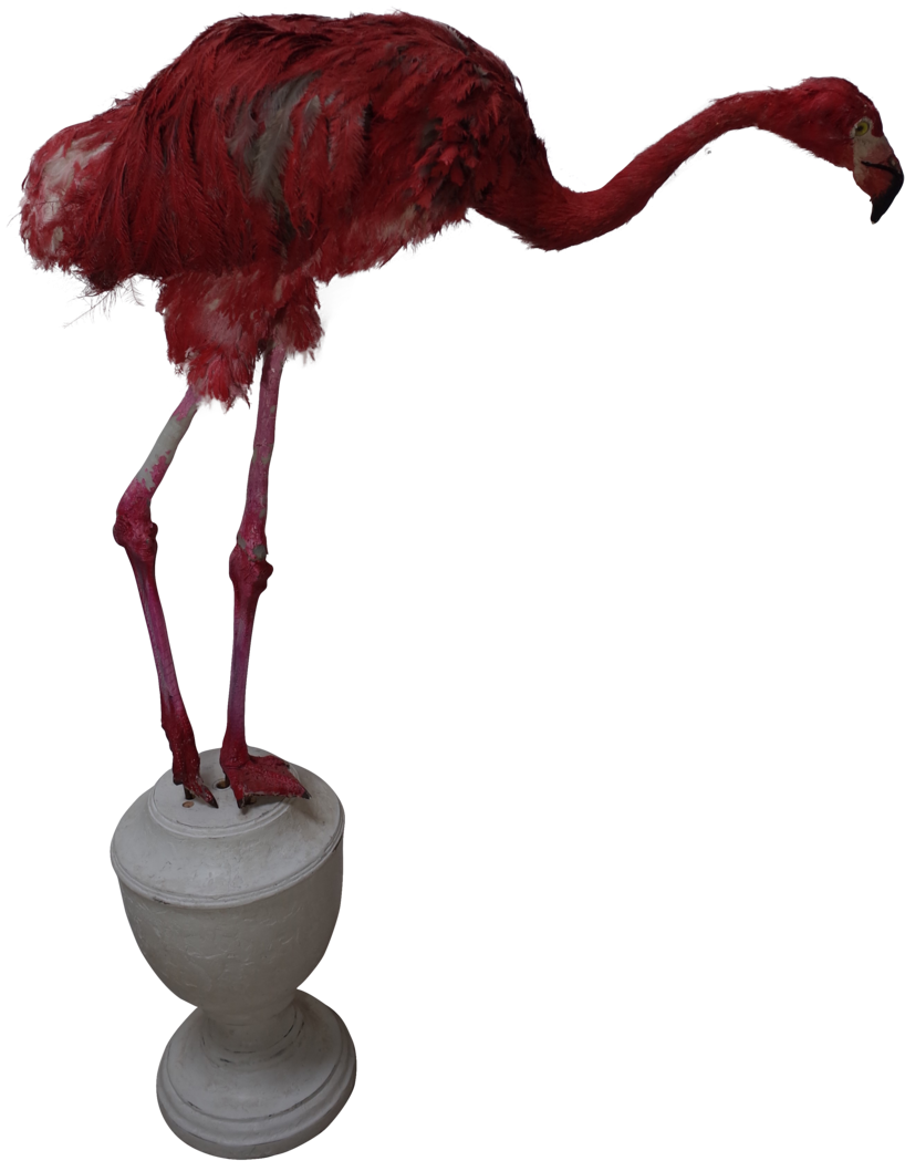 Faux Pink Flamingo - Ostrich Clipart (1024x1161), Png Download