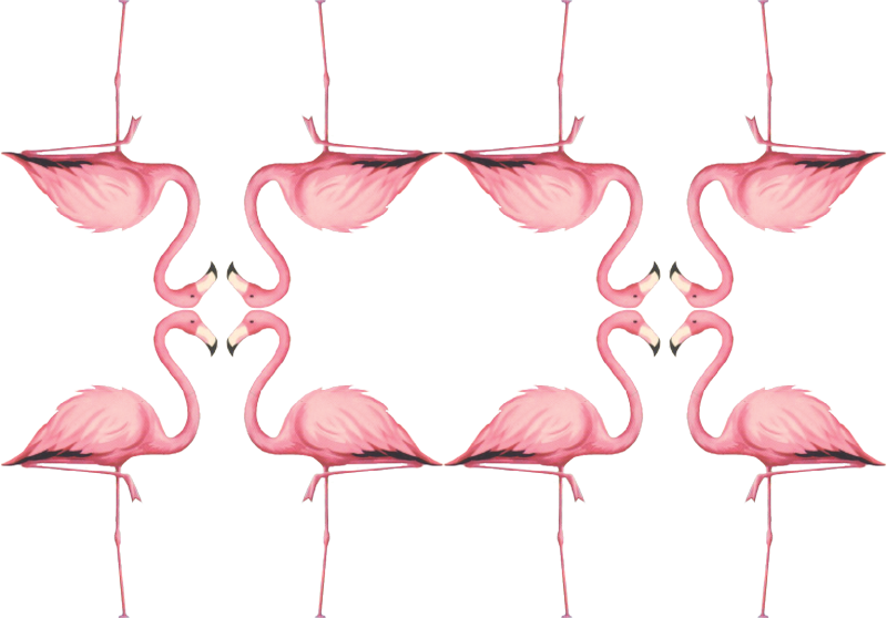 Greater Flamingo Clipart (800x558), Png Download