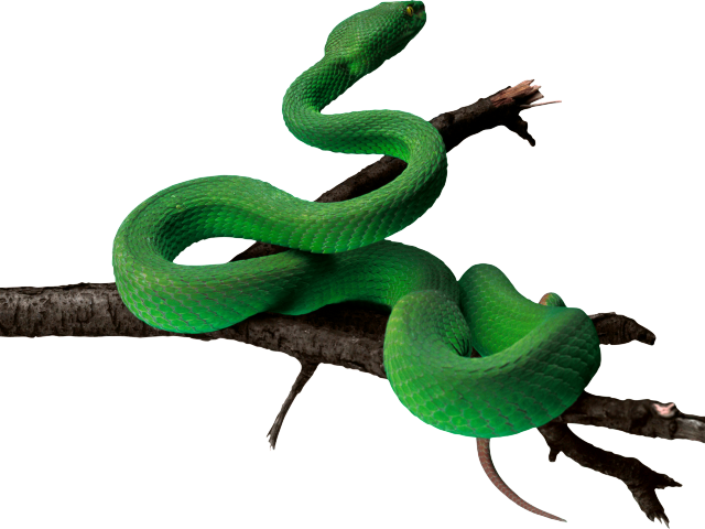 Tree Snake Clipart Rat Snake - Green Snake Png Hd Transparent Png (640x480), Png Download