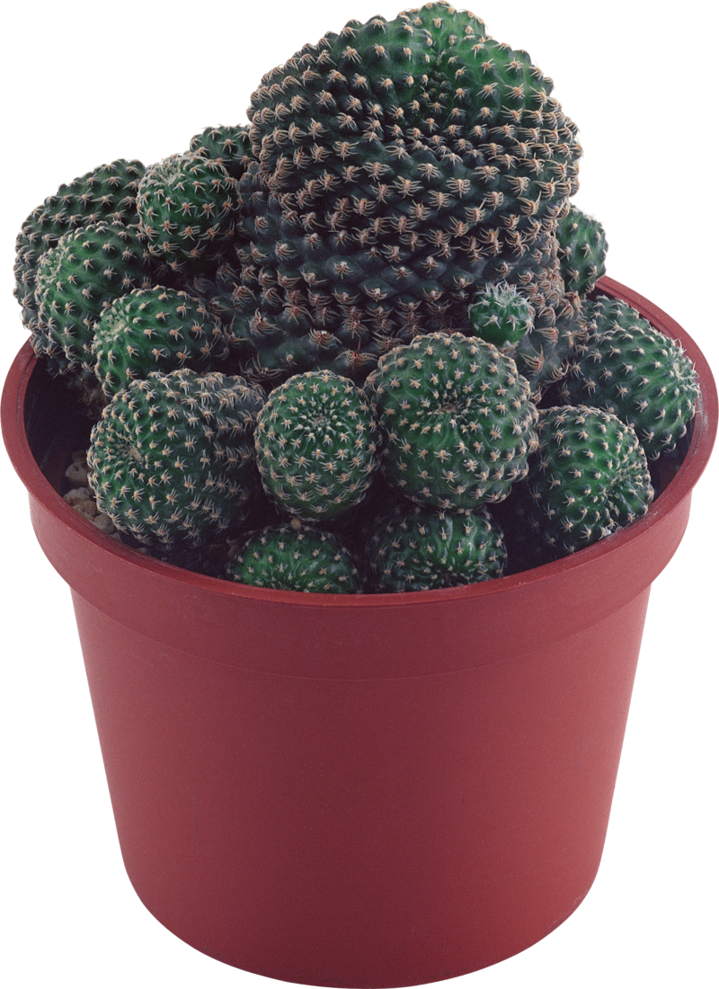 Transparent Background Succulent Plant Png , Png Download - Succulents Plant Clear Background Clipart (800x1100), Png Download