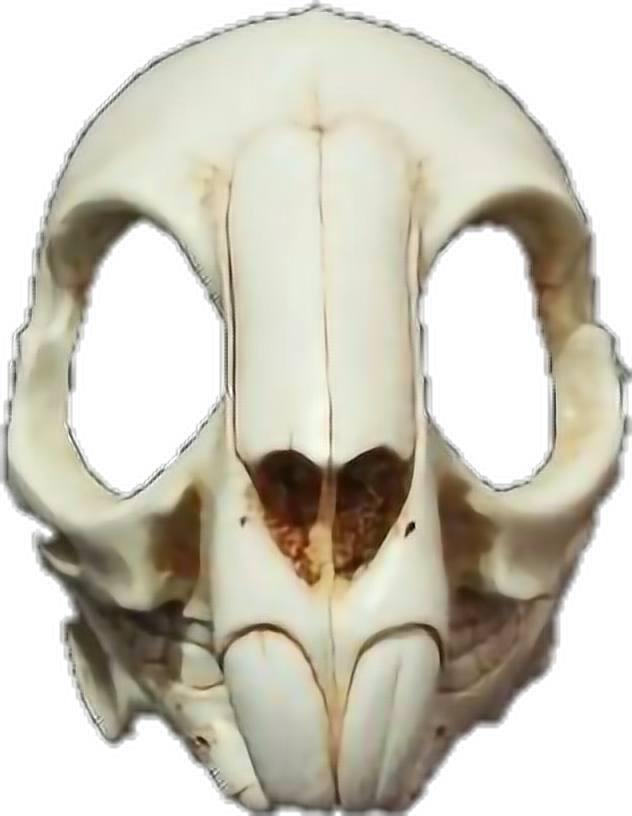 #rabbit #skull #death #mask #skullmask - Rabbit Skull Png Clipart (632x816), Png Download