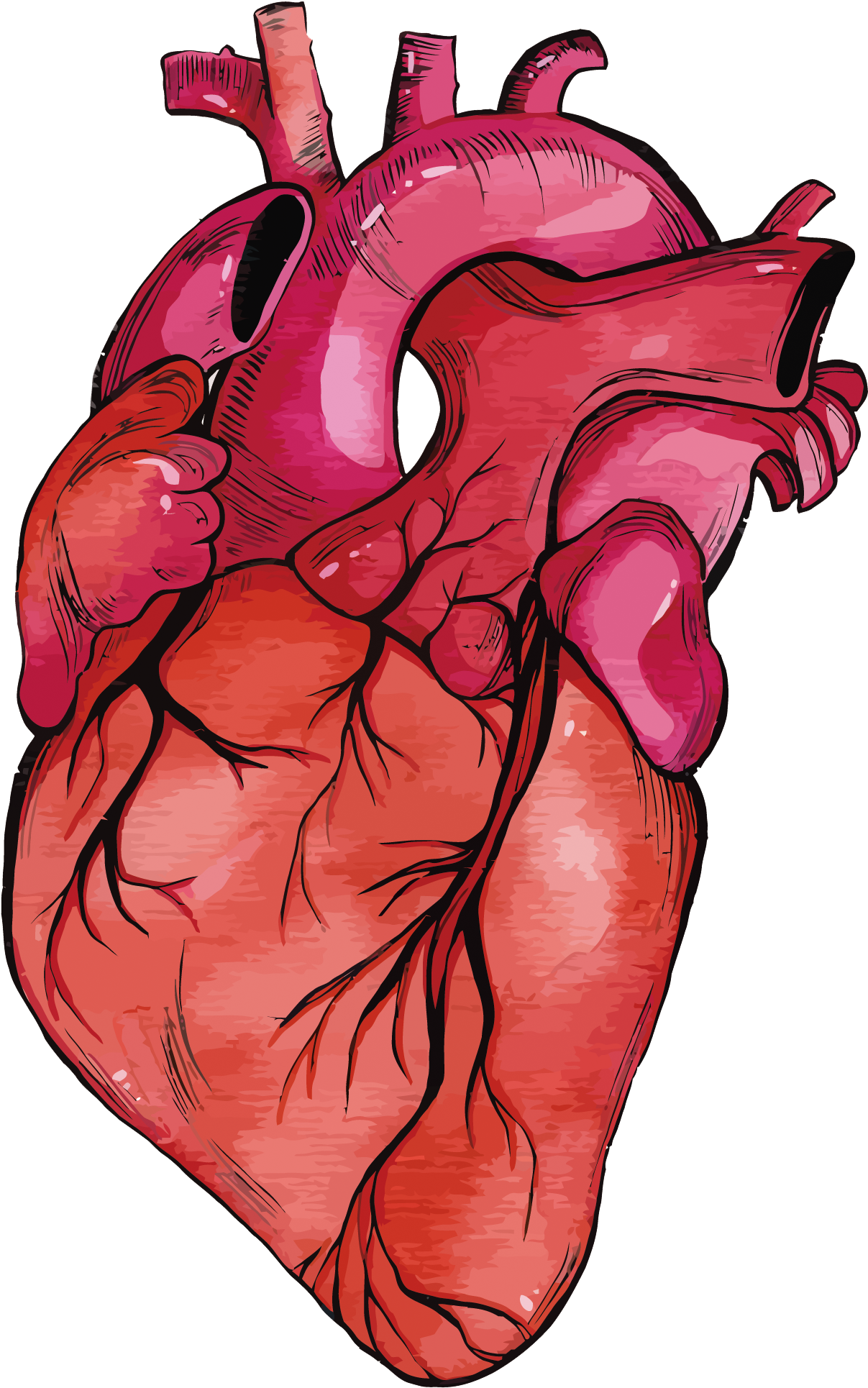 Heart Muscle Png - Human Heart Clipart Png Transparent Png (1207x1930), Png Download