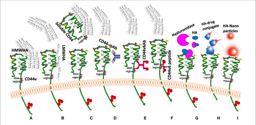 Drug Targeting Approaches To Exploit Ha-cd44 Interaction - Ha Cd44 Clipart (850x415), Png Download