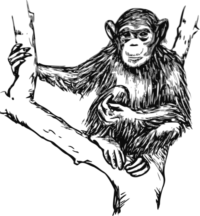 Ape Primate Monkey Gorilla Orangutan - Monkey Black And White Png Clipart (693x750), Png Download
