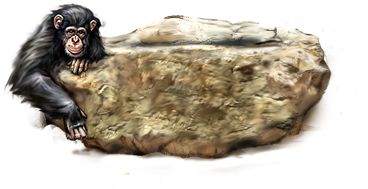 Orangutan Png Picture - Cheetah Clipart (800x600), Png Download