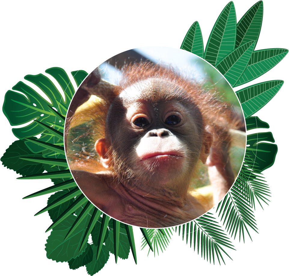 Popi The Orangutan Aware Environmental Adventure Of - Animal Popi Clipart (961x916), Png Download