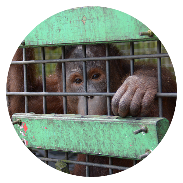 Palm Oil Deforestation - Orangutan Clipart (600x600), Png Download