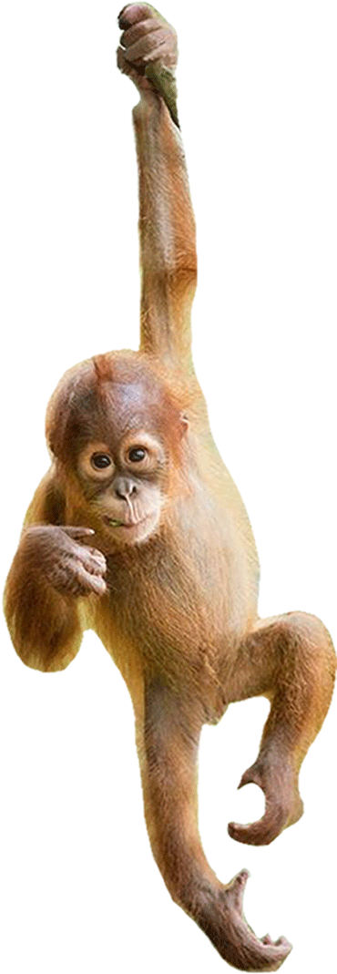 Need Our Help - Orangutan Png Clipart (400x1100), Png Download
