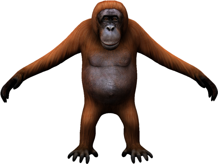 Orangutan - Monkey Clipart (750x586), Png Download