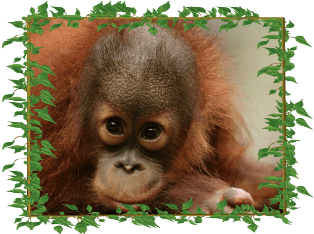 Peanut Adorable With-frame - Peanut Orangutan Clipart (1024x765), Png Download