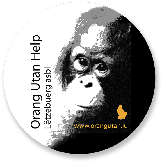Orang Utan Hilfe Wanicare Cikananga - Orangutan Clipart (640x640), Png Download