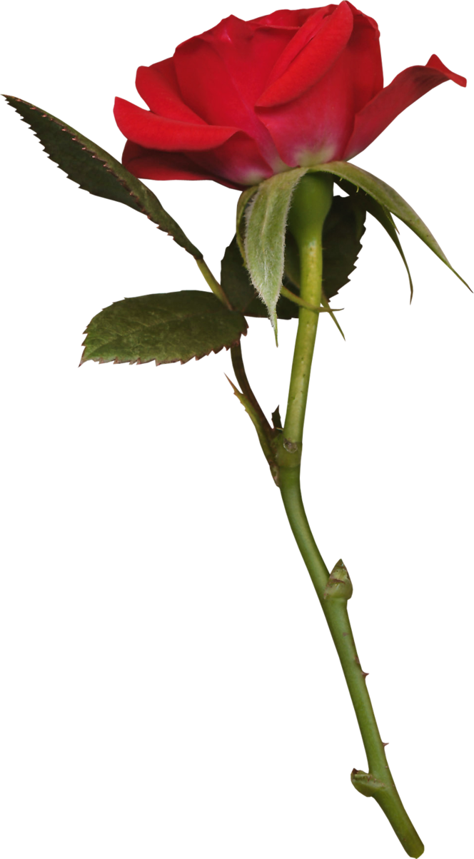 Long Stemmed Rose Tattoos - Красная Роза Png Clipart (664x1204), Png Download