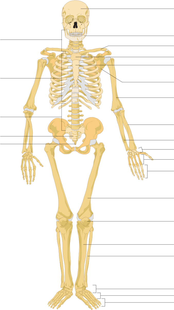 Human Skeleton Unlabelled Clipart (1200x1263), Png Download