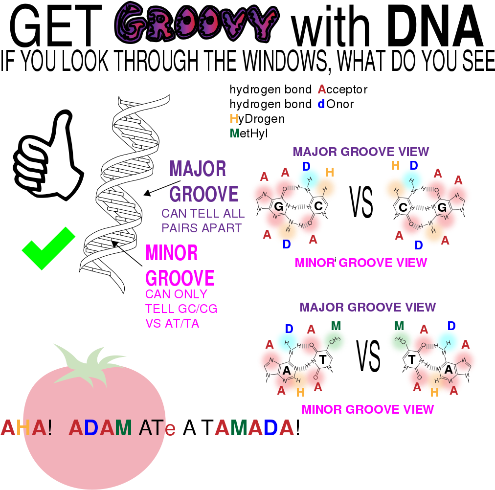 Dna Double Helix Grooves Clipart (1024x1024), Png Download