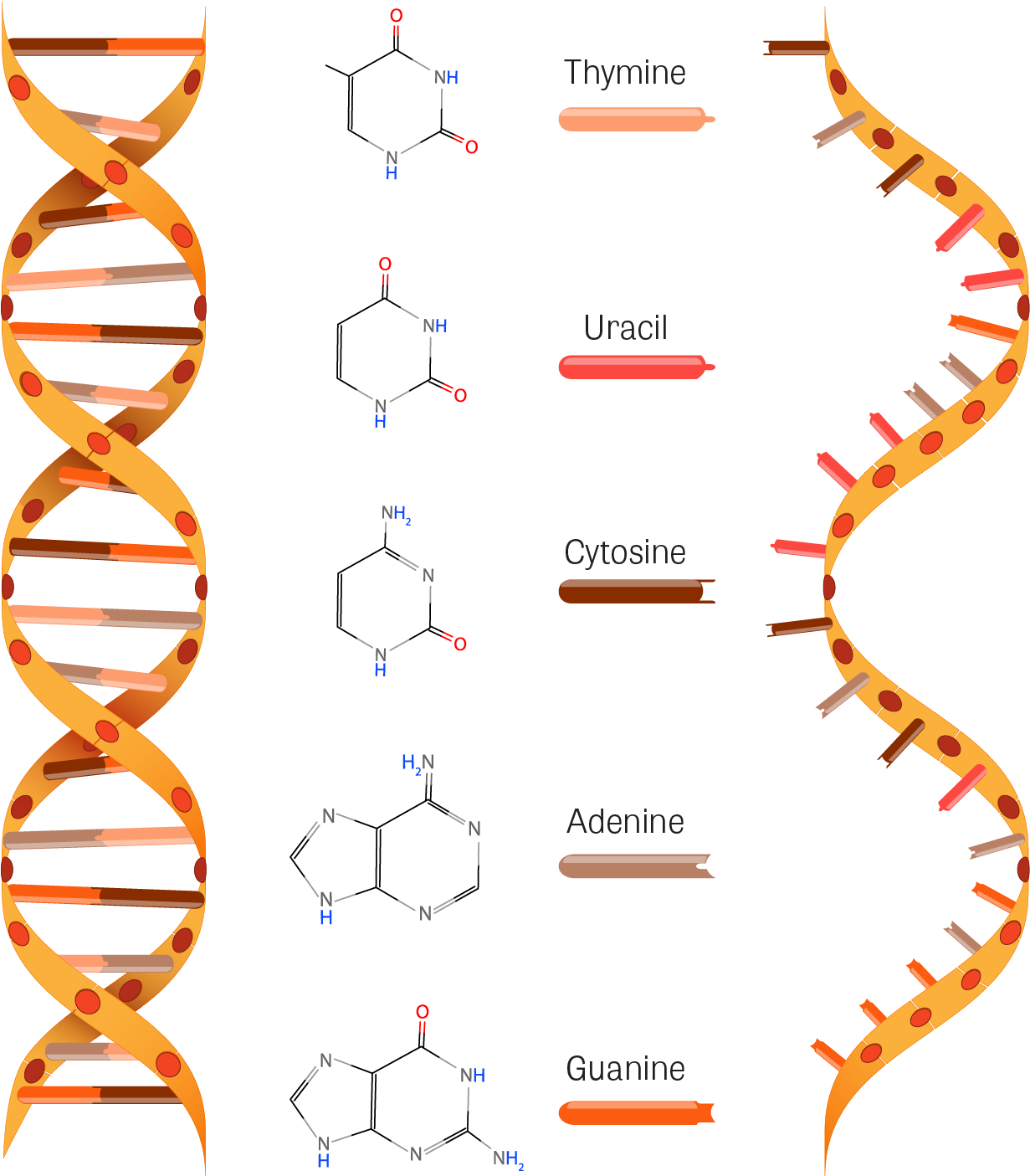 Transparent Dna Twisted Ladder - Estructura Del Adn Y Arn Clipart (1682x1511), Png Download