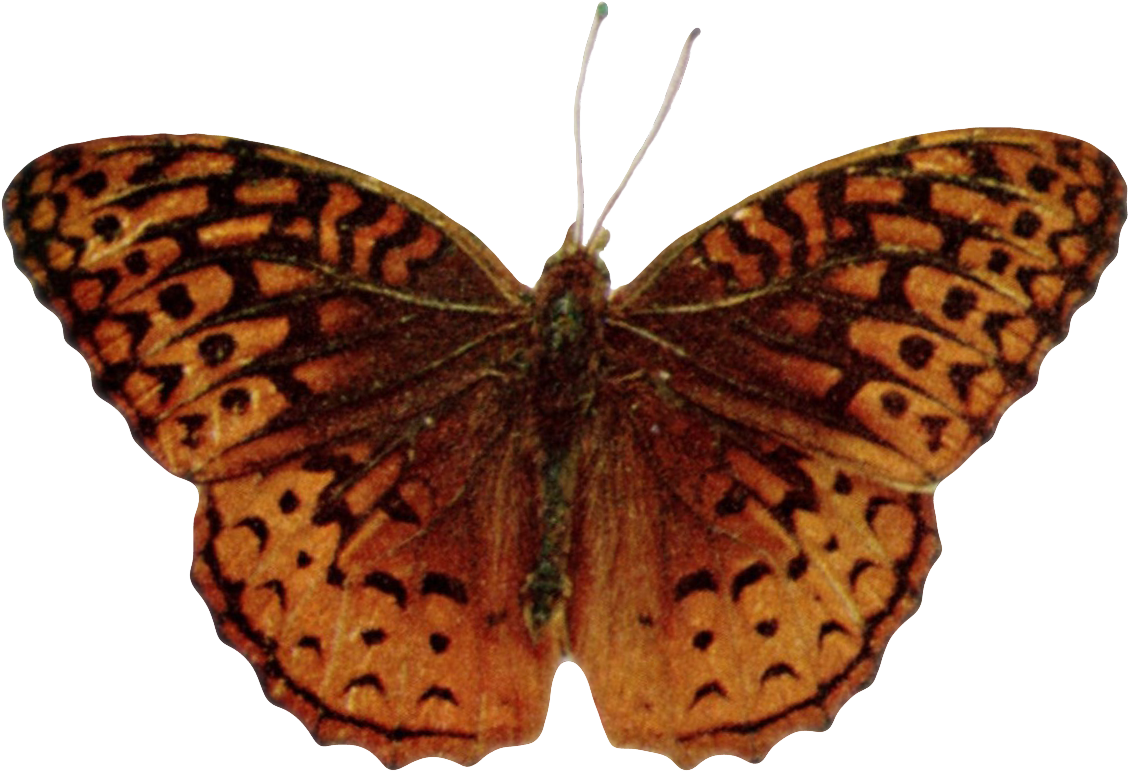 Speyeria Aphrodite Alcestis-transparent - Silver-washed Fritillary Clipart (1176x814), Png Download