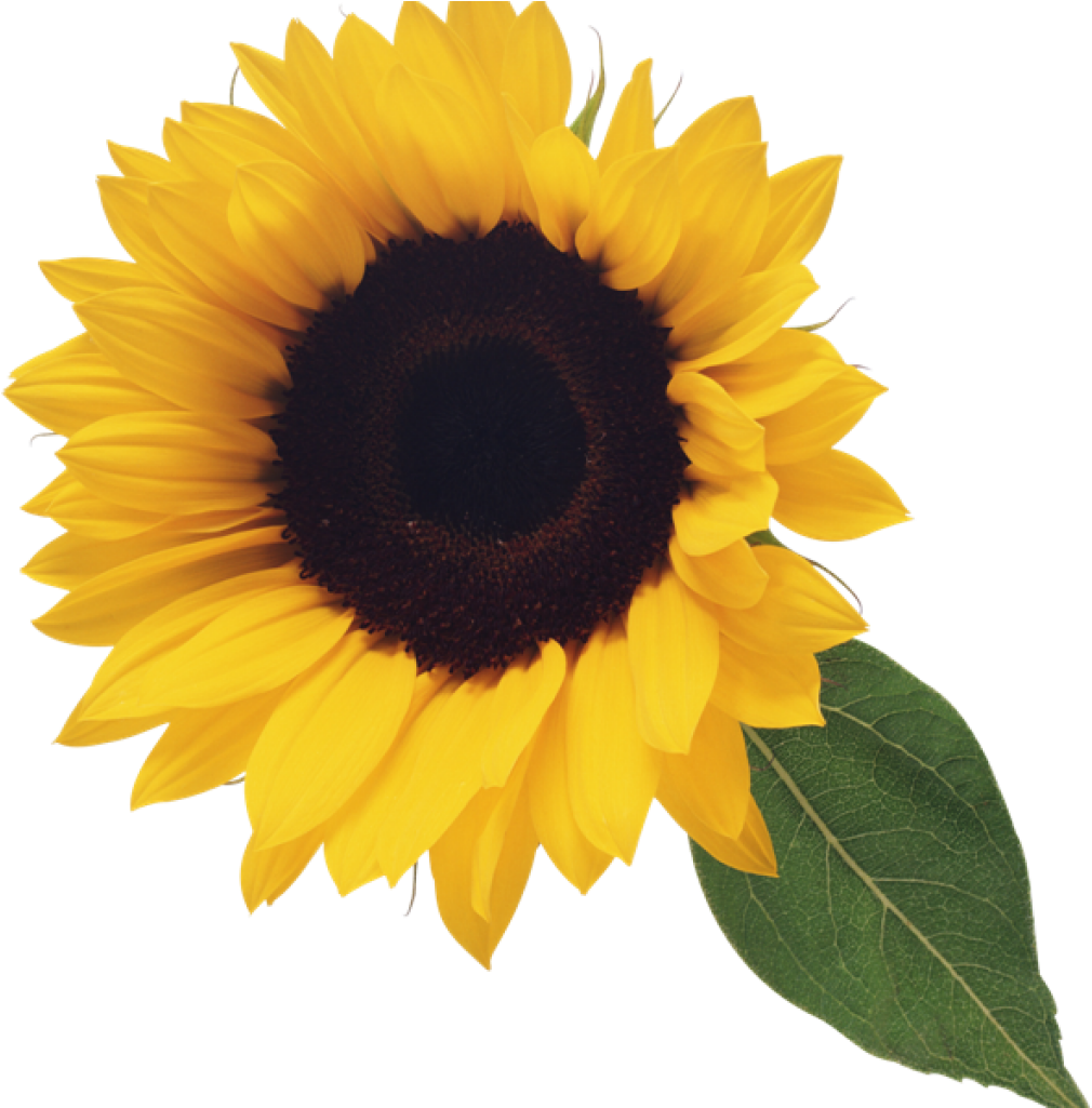 Picture Freeuse Library Sunflower Clipart Free Computer - Sunflower Png Free Transparent Png (1024x1024), Png Download
