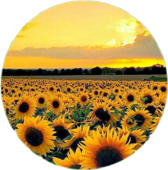 #circle #flower #sunflower #aesthetic #tumblr - Wallpaper Clipart (578x585), Png Download