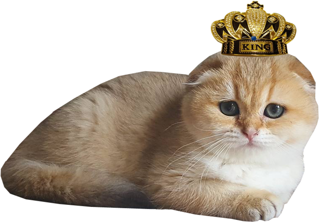 Scottish Fold Cats Png - Asian Clipart (1309x883), Png Download