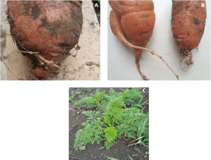 Síntomas En Plantas De Zanahoria Inducidos Por Meloidogyne - Meloidogyne Sintomas Clipart (703x535), Png Download