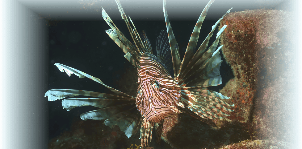 Lionfish Clipart (1020x483), Png Download
