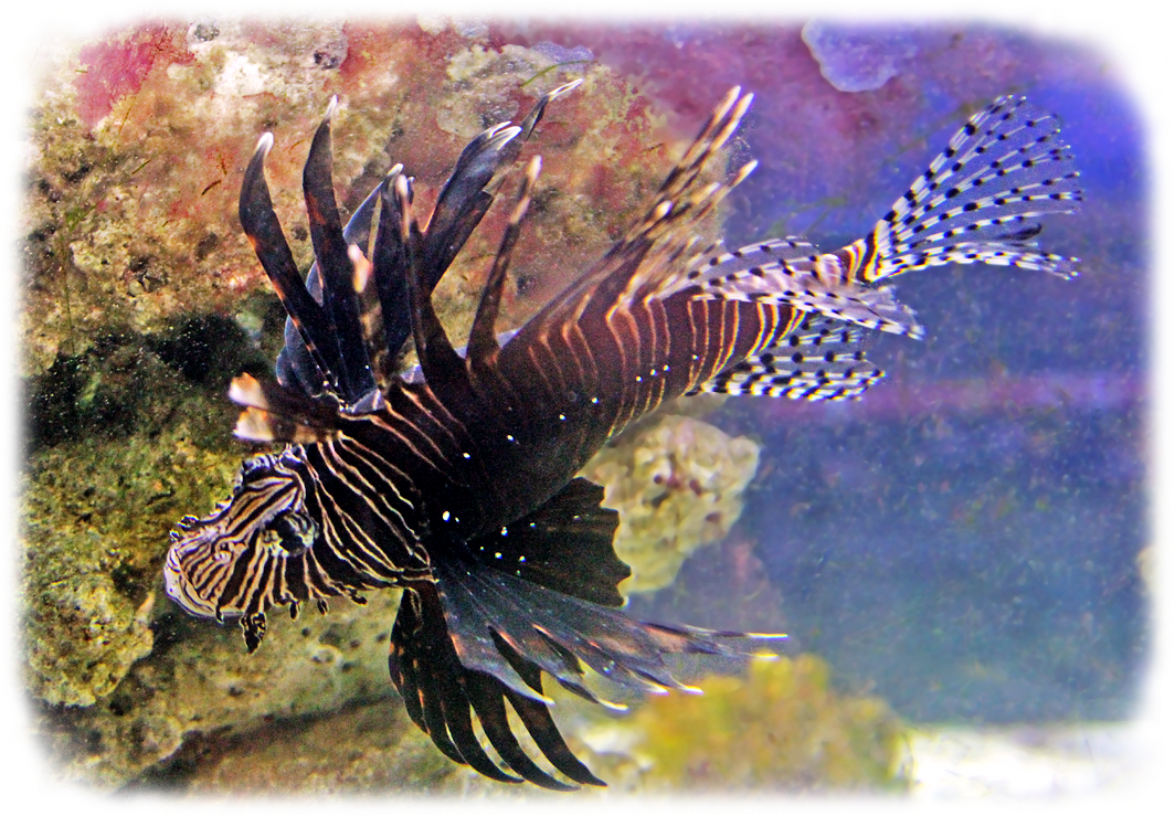 Aquarium Fish Uncle Bills - Lionfish Clipart (1080x755), Png Download