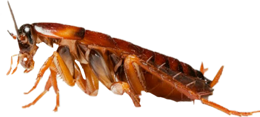 Vv Freetoedit Cucaracha - Cockroach Png Clipart (532x240), Png Download