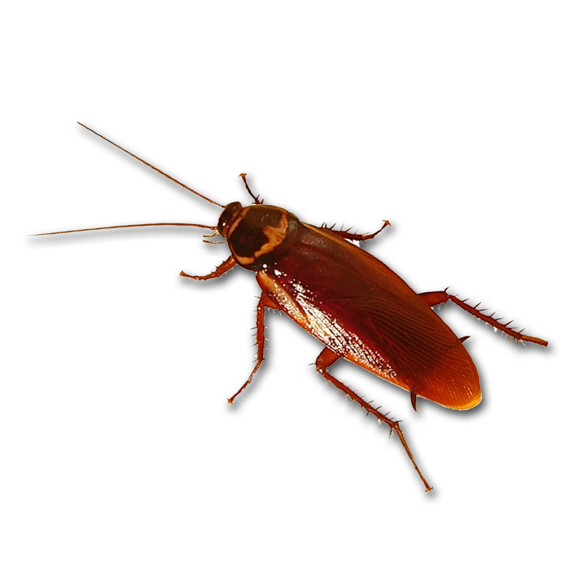 Cucaracha - Palmetto Bug Clipart (1181x1181), Png Download