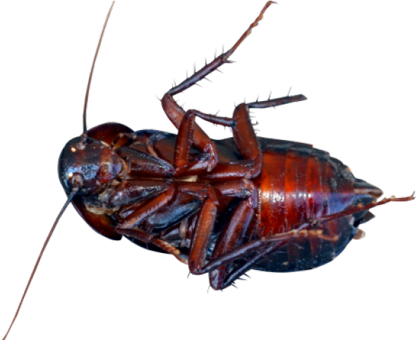 Cockroach Png Transparent Images - Cockroach Clipart (640x480), Png Download