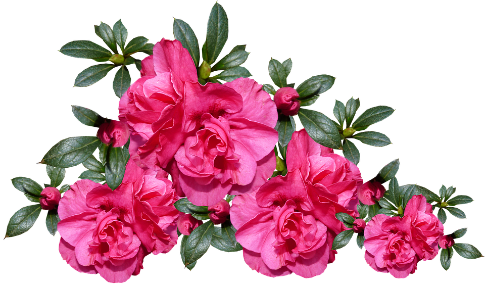 Azalea 's, Bloemen, Plantaardige, Tuin, Regeling - Azaleas Png Clipart (960x568), Png Download