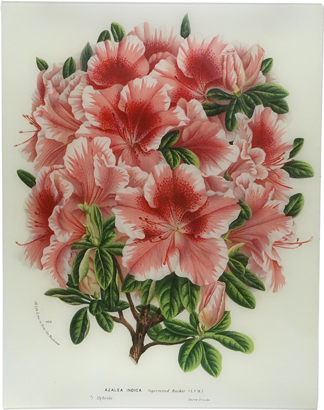 Bouquet Clipart (800x800), Png Download