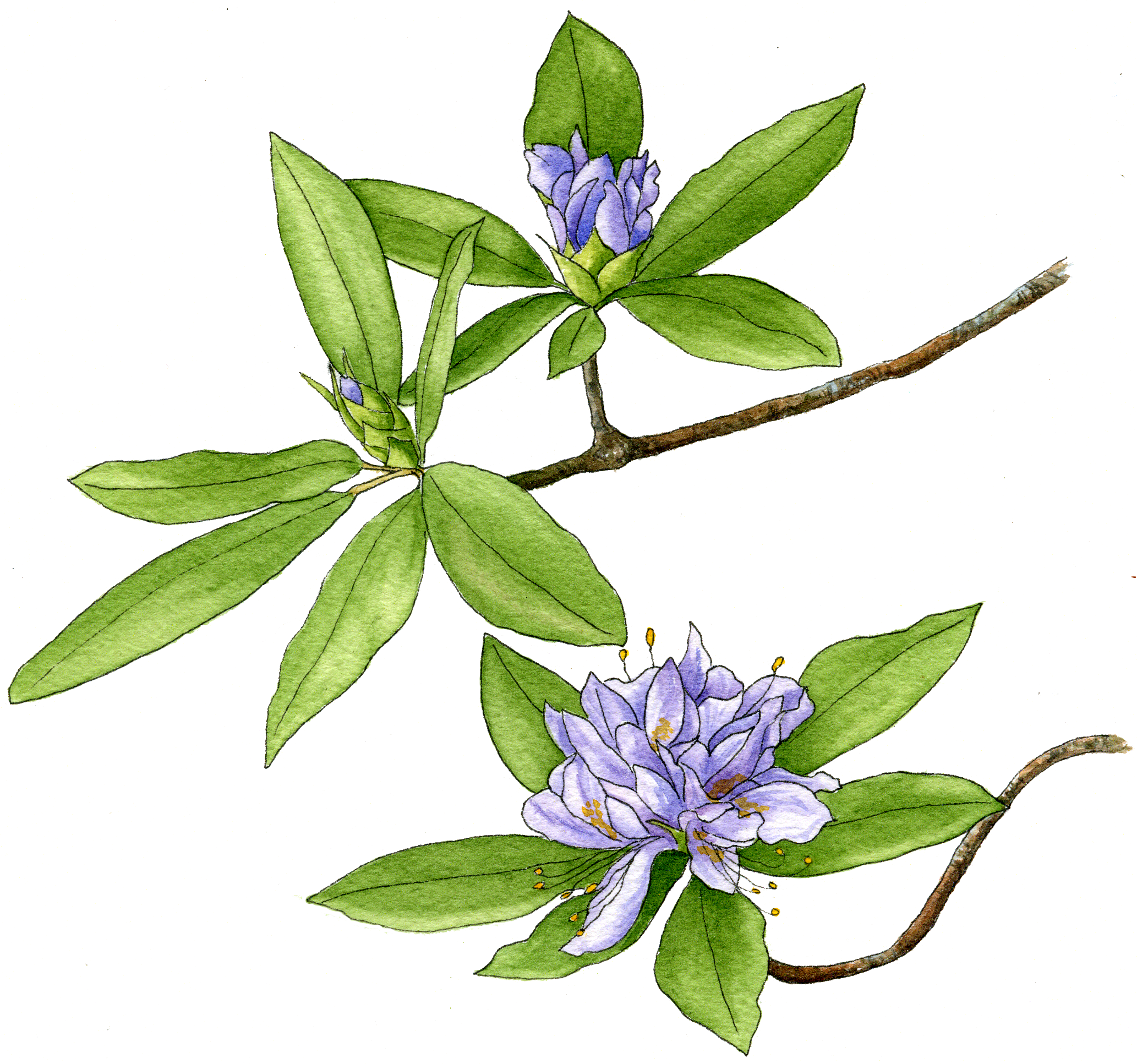 Illustration By Helen Krayenhoff - Gentiana Clipart (2066x1933), Png Download