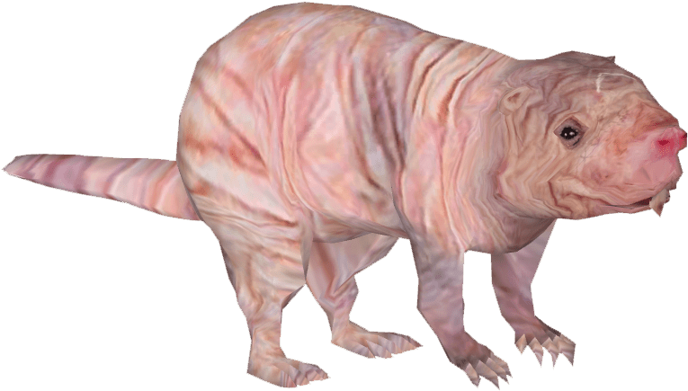 Animals - Moles - Naked Mole Rat Png Clipart (771x771), Png Download