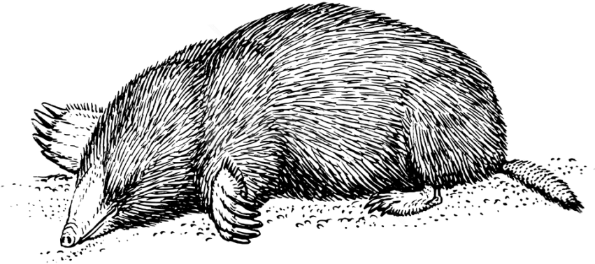 Download Vintage Mole Drawing Png Images Background - Mole Animal Black And White Clipart (850x425), Png Download