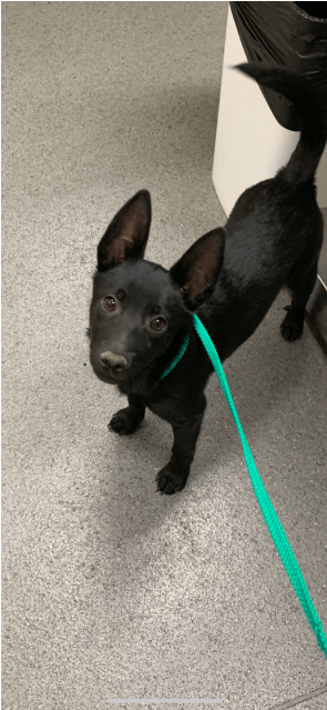 Photo Of Bruce Wayne - Formosan Mountain Dog Clipart (638x638), Png Download