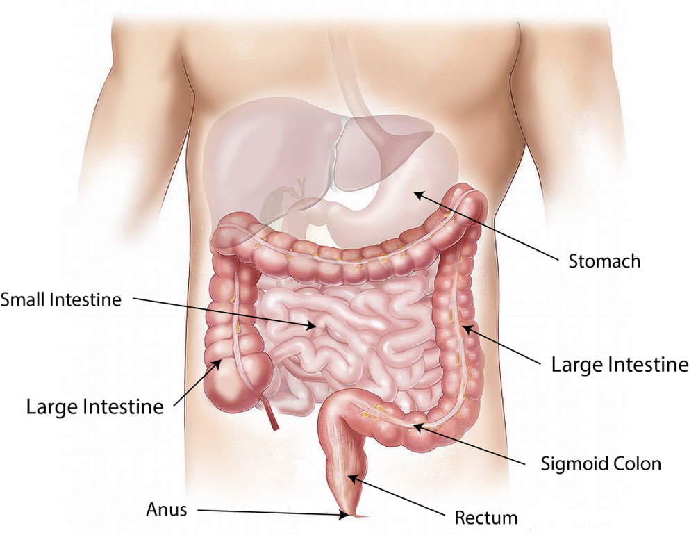 Un Estudio Sugiere Que La Enfermedad Que Padecía Fidel - Look Inside Your Stomach Clipart (992x770), Png Download