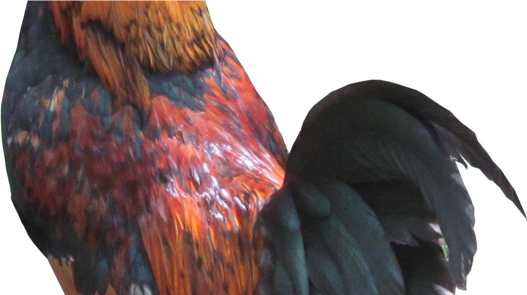 Galo Fundo Transparente Clipart (1140x599), Png Download