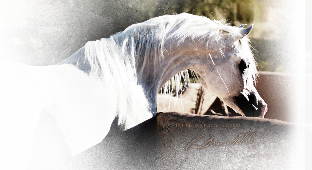 Nestled In Peralta, Nm, Sonrisa Farms Boasts An Extraordinary - Stallion Clipart (994x544), Png Download