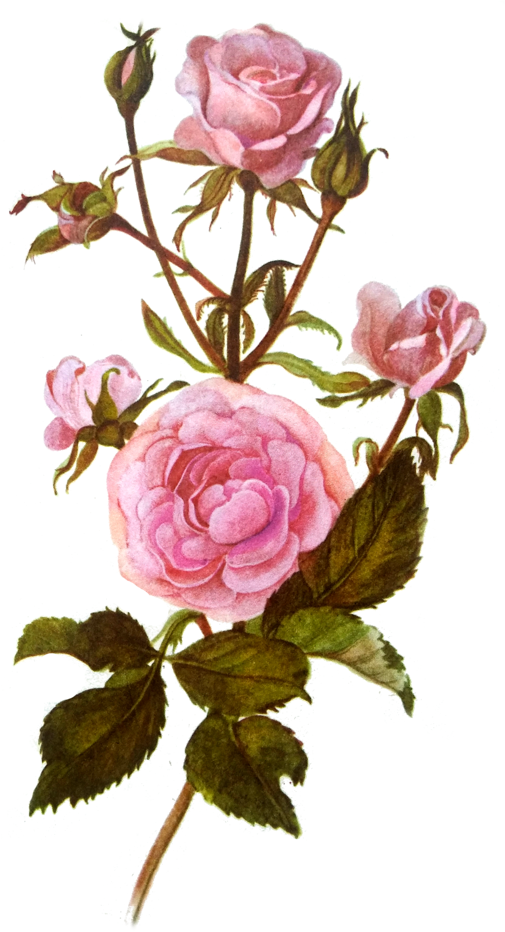 Transparent Roses Clipart (1236x1920), Png Download