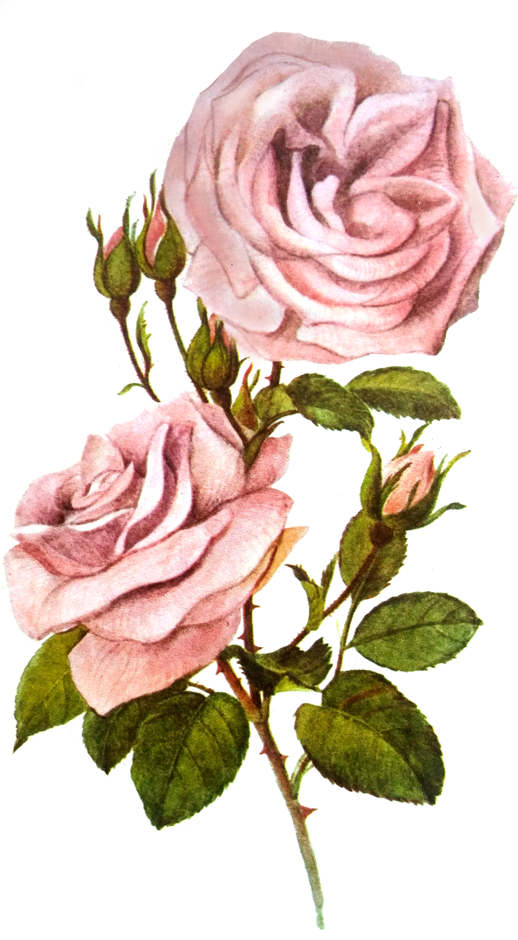 Floribunda Clipart (1230x1920), Png Download