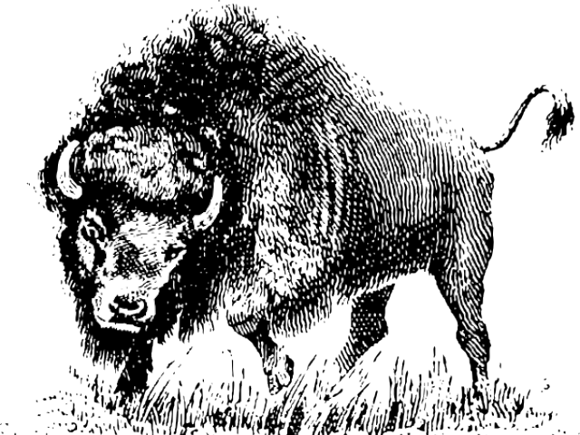 Buffalo Clipart Png - Vector Black And White Buffalo Transparent Png (640x480), Png Download