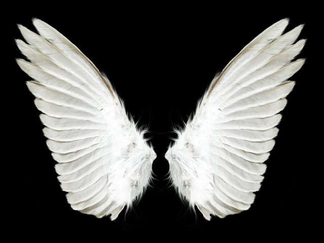 White Wings Transparent Background Clipart (640x480), Png Download