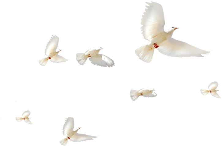 White Pigeon Images - Typical Pigeons Clipart (800x800), Png Download