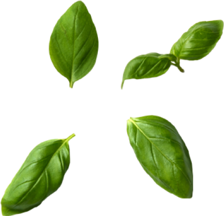 Download High Resolution - Mock Orange Clipart (866x650), Png Download